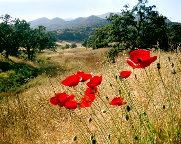 RED Poppies