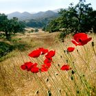 RED Poppies