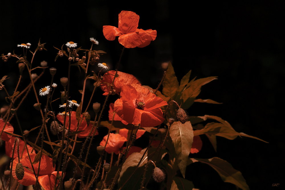 RED POPPIES