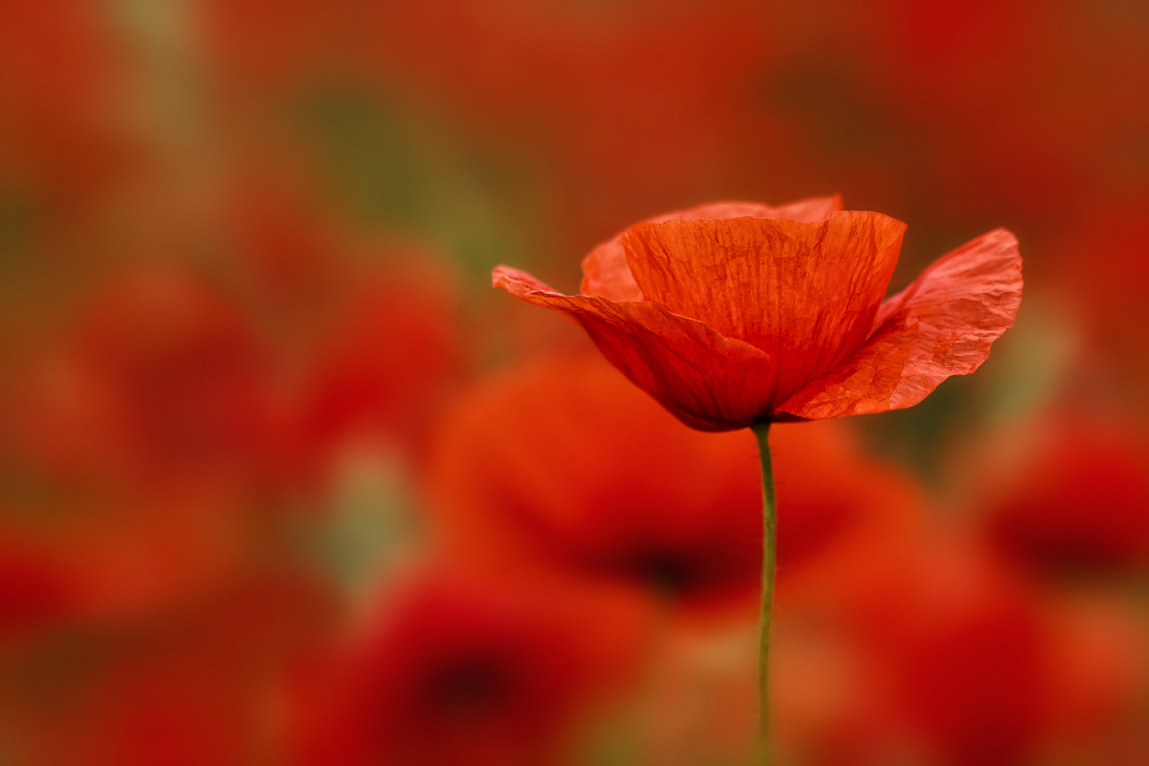 red poppies