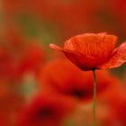 red poppies