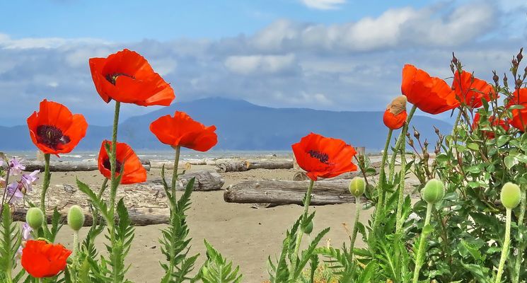 Red Poppies