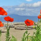 Red Poppies