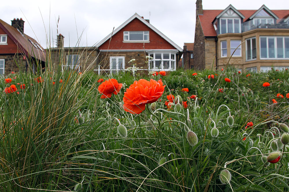 red poppies