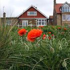 red poppies