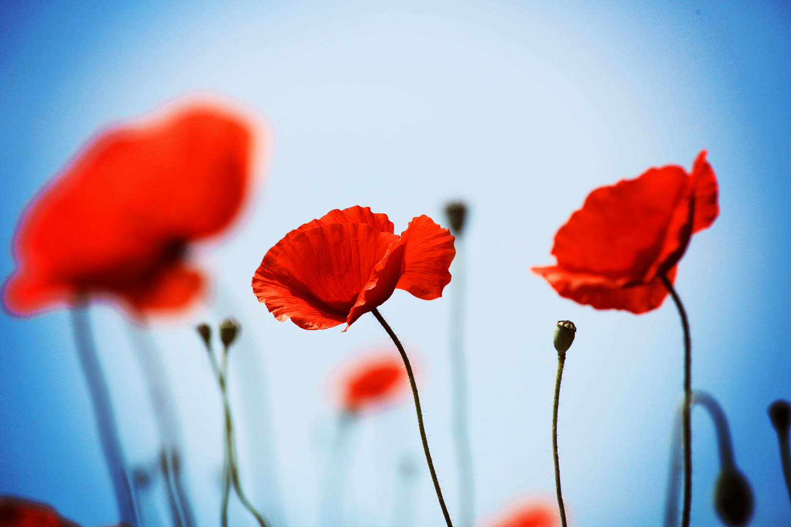 red poppies ...