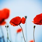 red poppies ...