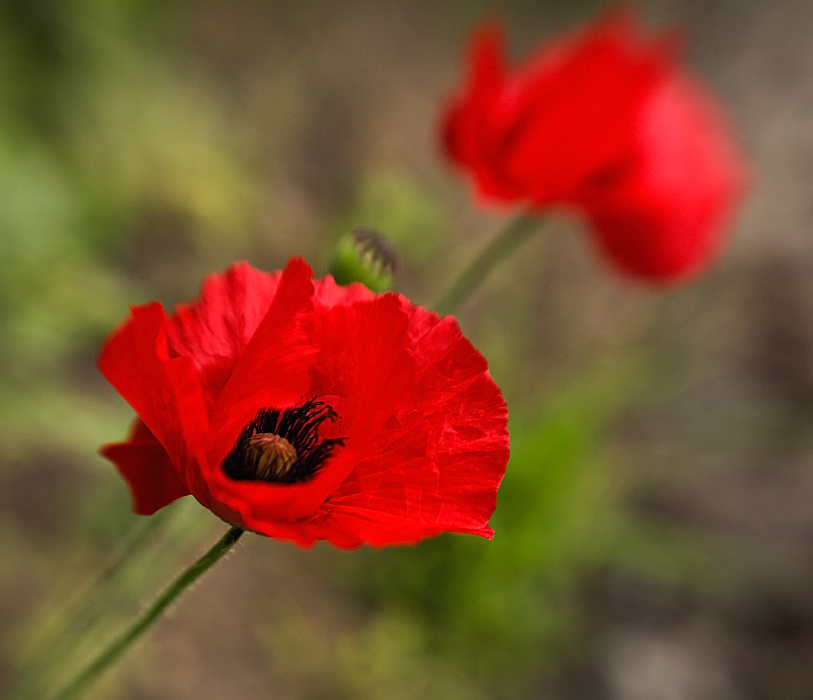 red poppy