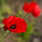 red poppy