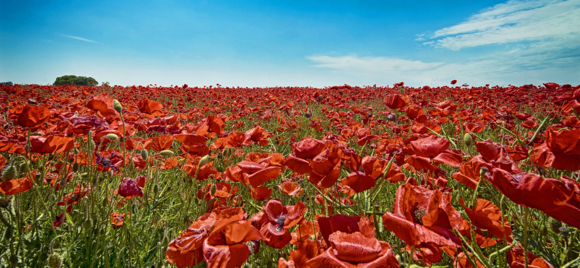 Red poppy