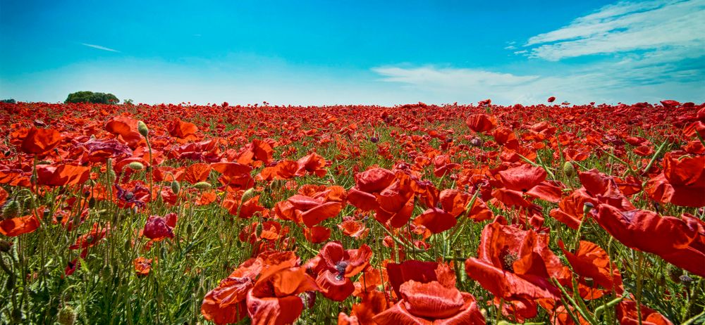 Red poppy