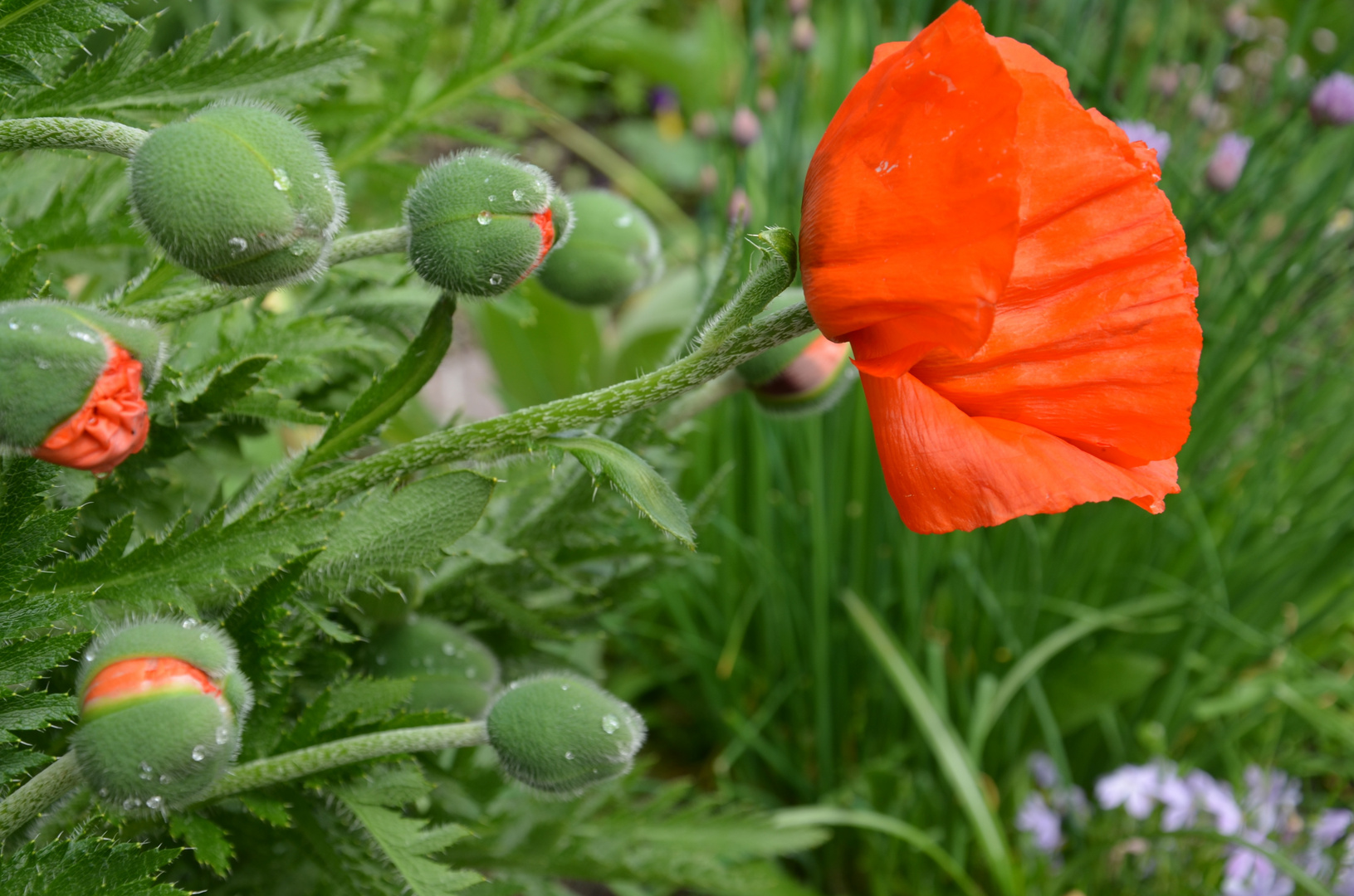 red poppy