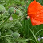 red poppy