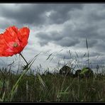 * red poppy -1-*