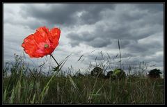 * red poppy -1-*