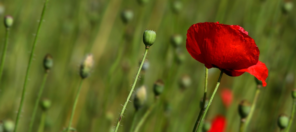 Red Poppy