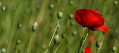 Red Poppy