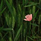 Red Poppy