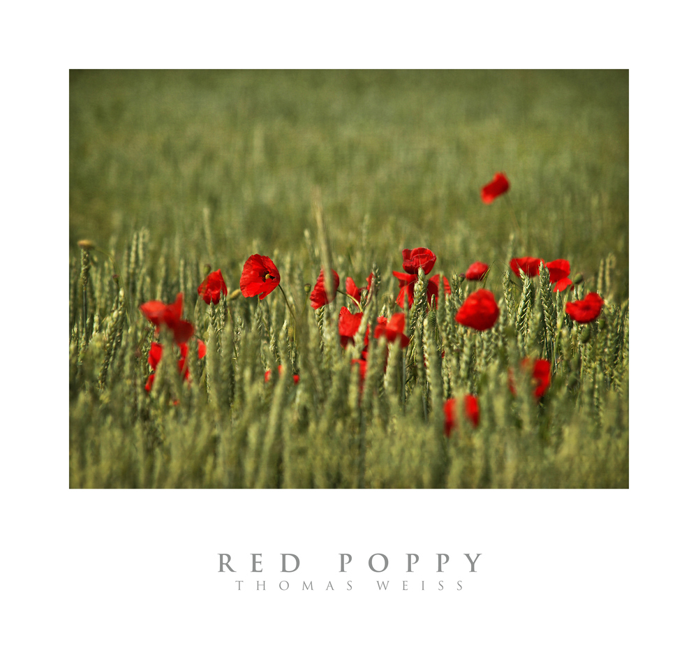 RED POPPY