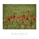 RED POPPY