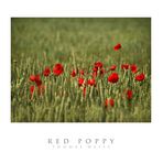 RED POPPY