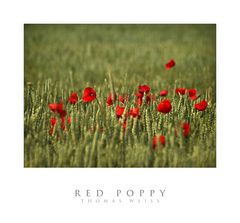 RED POPPY