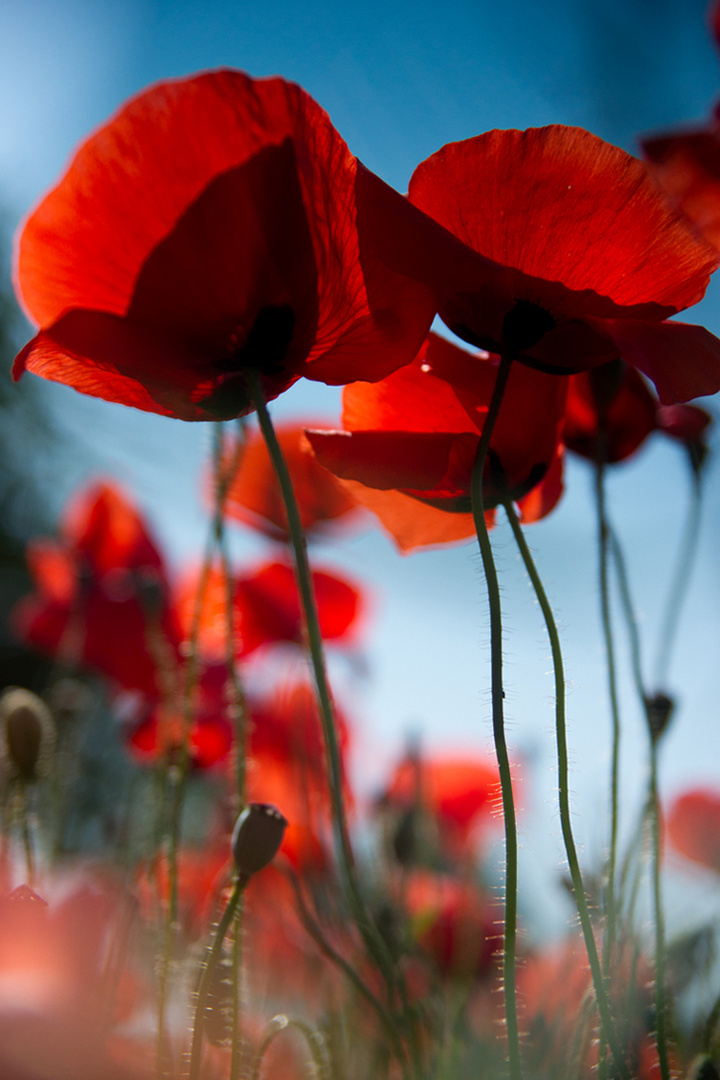 Red Poppy