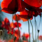 Red Poppy