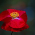 red poppy