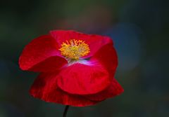 red poppy