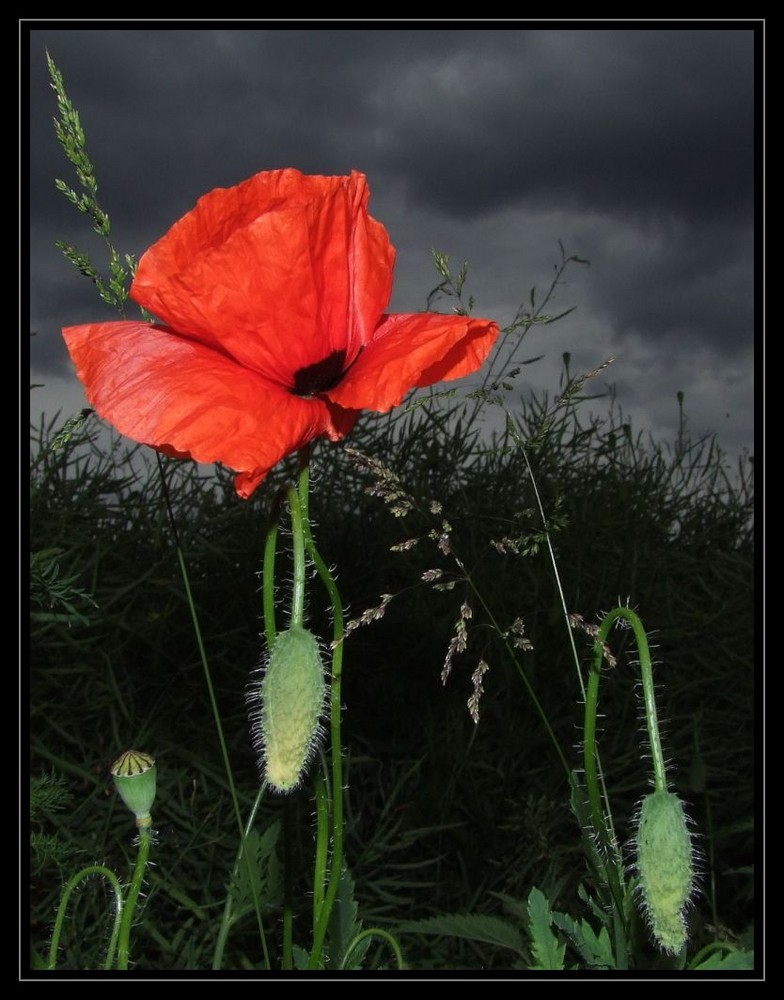 *red poppy -5-*