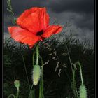 *red poppy -5-*