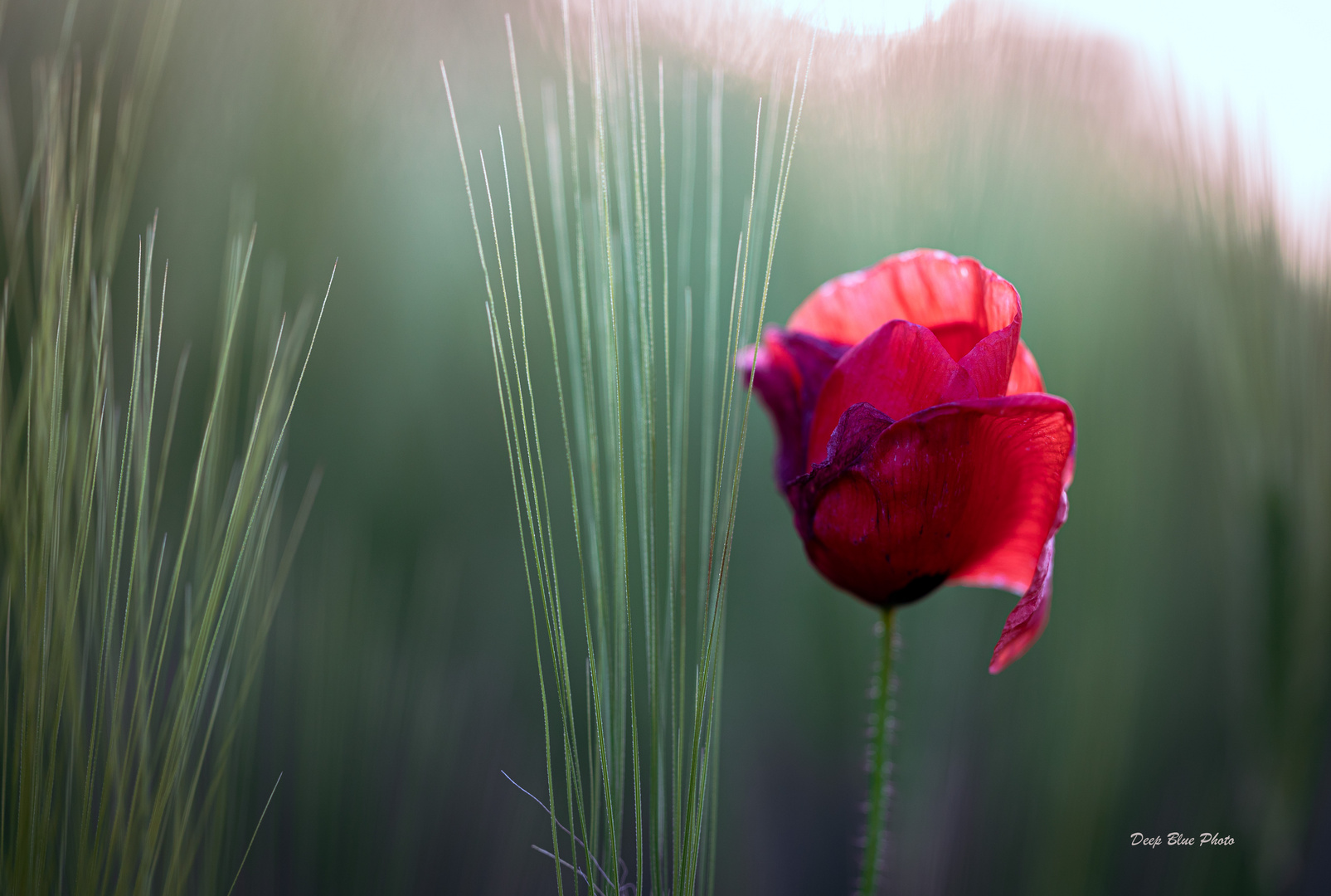 red poppy