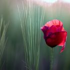 red poppy
