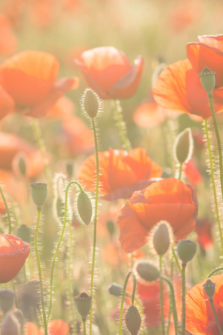 ~red poppy~