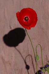 Red Poppy