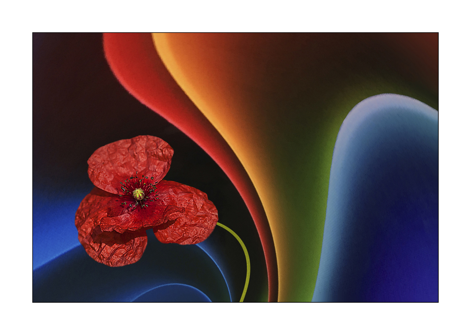 red poppy