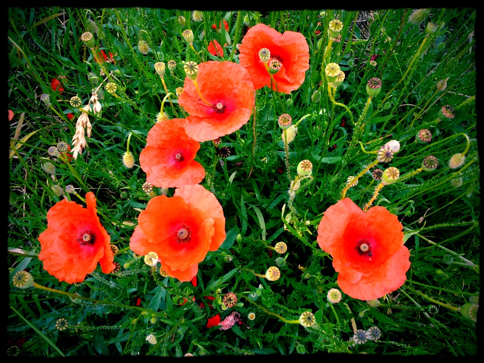 Red poppy