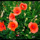 Red poppy