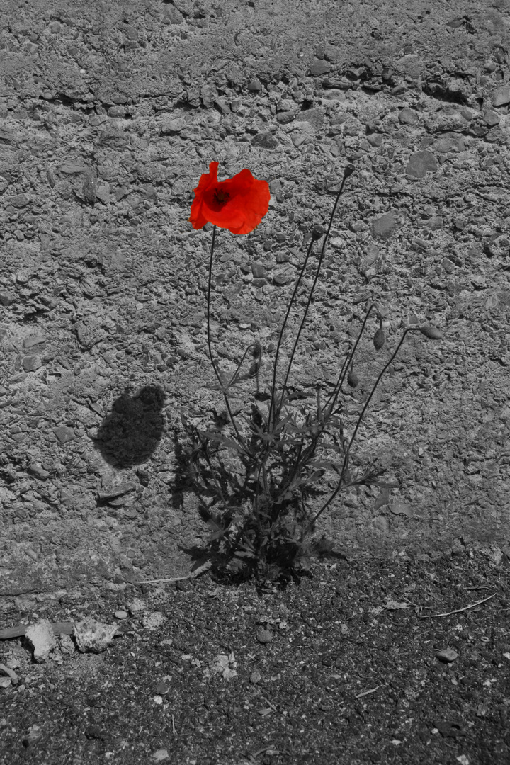 RED poppy