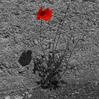 RED poppy