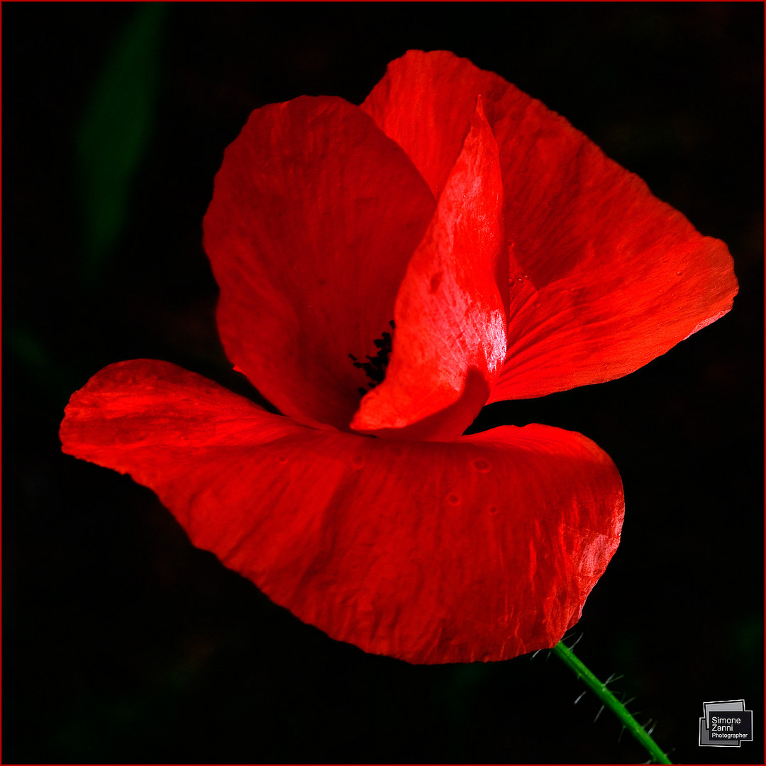 Red Poppy