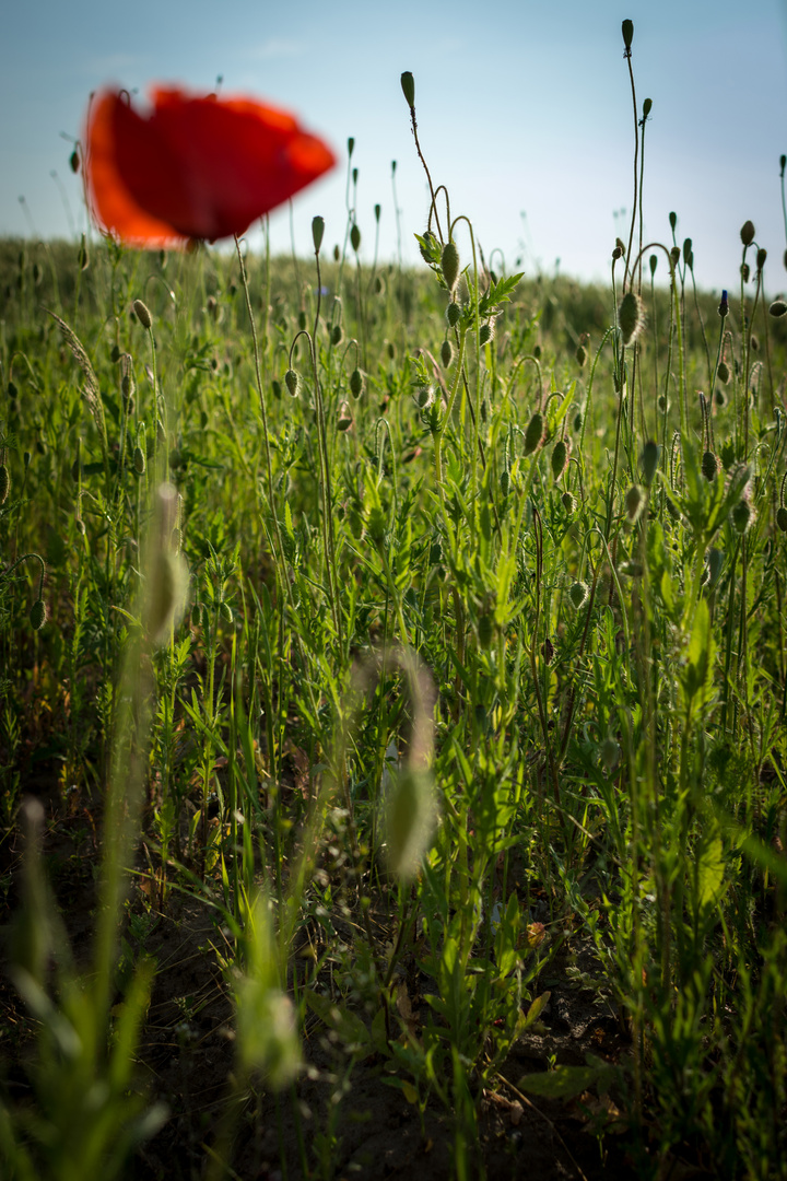 Red poppy.