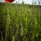 Red poppy.