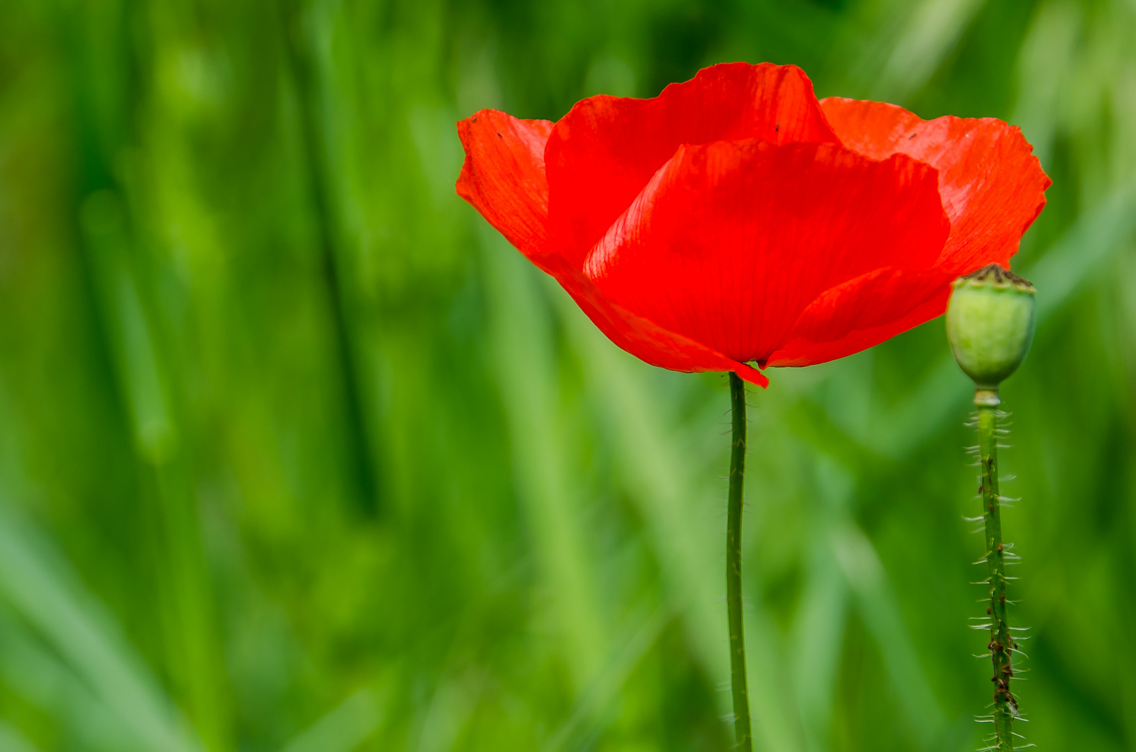 Red Poppy