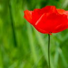 Red Poppy