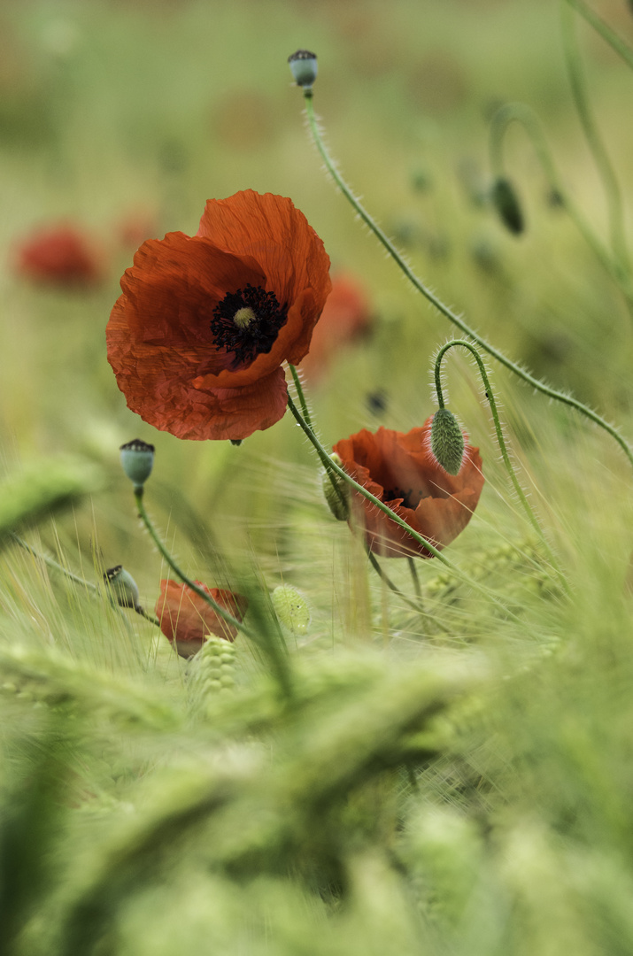 Red Poppy 