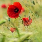 Red Poppy 