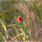 red poppy