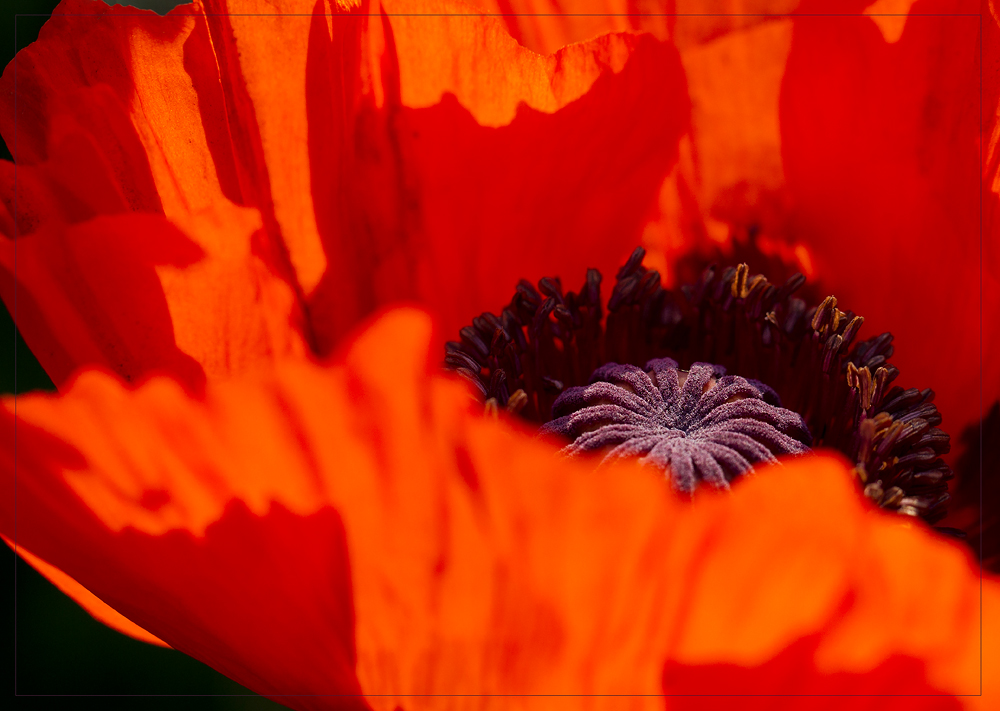 *--Red-poppy--*